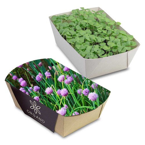 erbe aromatiche