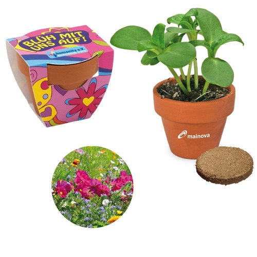 Small terracotta plant pots - Summer flower mix