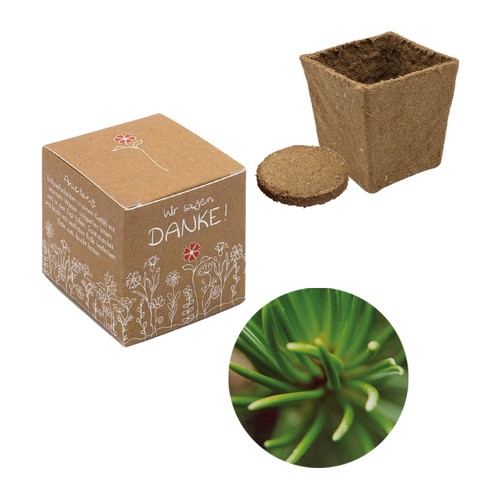 Cube-plantset (klein) - Fijnspar Cube-plantset (klein) - Fijnspar