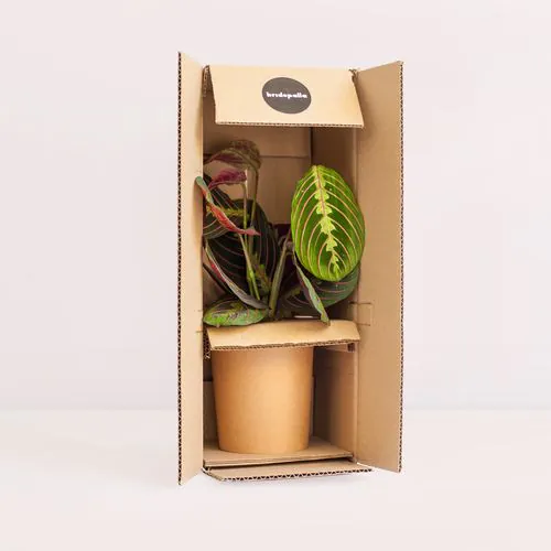 PLANT BOX