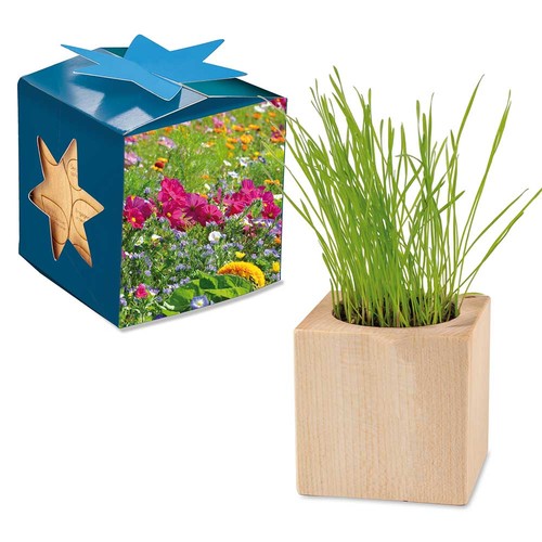 Houten plantenset maxi star-box met zaden - Zomerbloemen mix Houten plantenset maxi star-box met zaden - Zomerbloemen mix