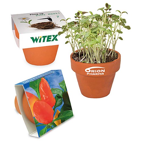 Mini logo-pot paper band with seeds - Chilli