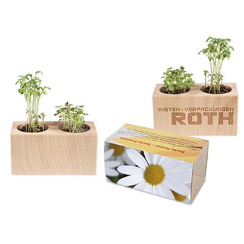 Pflanz-Holz 2er Set mit Samen - Margerite Pflanz-Holz 2er Set mit Samen - Margerite