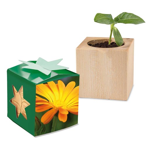 Houten plantenset star-box met zaden - Goudsbloem Houten plantenset star-box met zaden - Goudsbloem