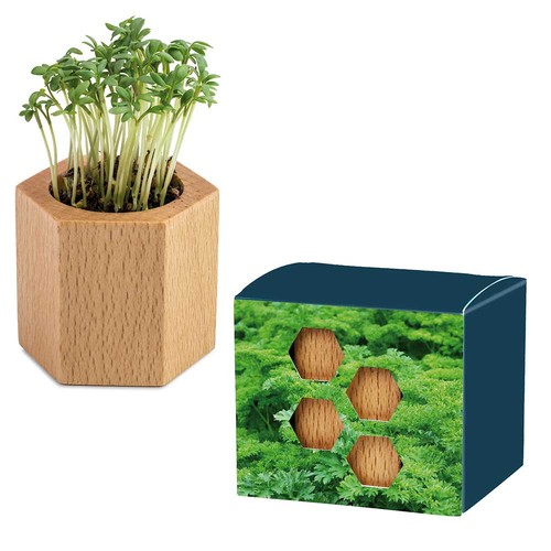 erbe aromatiche