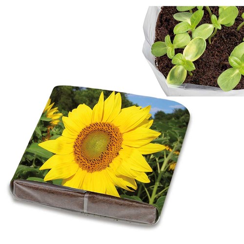 Set de plantation Pop-up avec graines - Tournesol