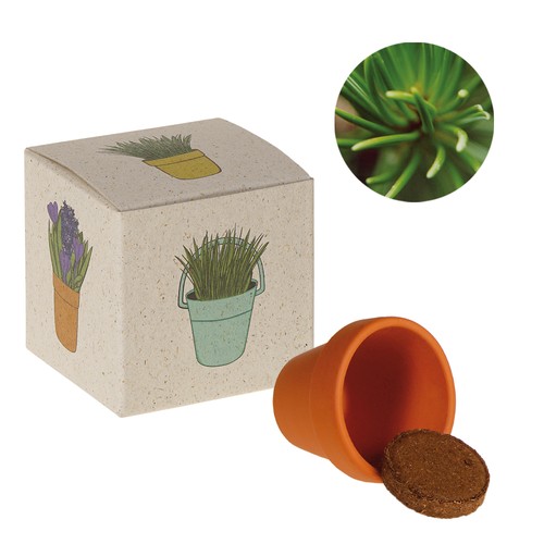 Cube de graines promotionnel (papier d'herbe) - Épicéa commun