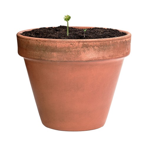 Bonbon Graines Mussox Bonbon Graines Mussox