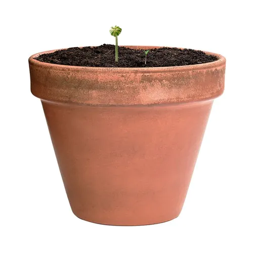 Bonbon Graines Mussox Bonbon Graines Mussox