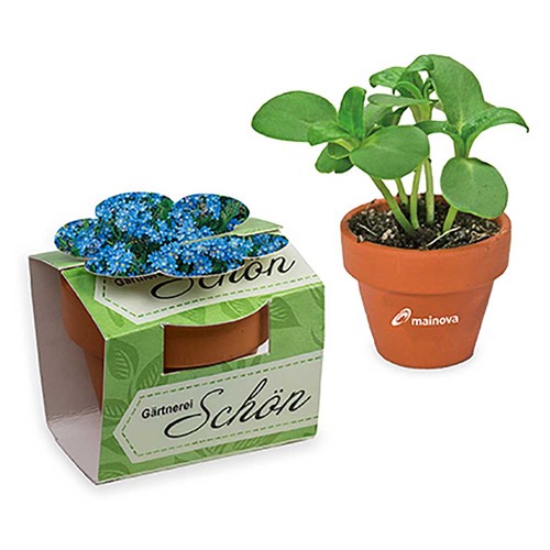 Mini pot terre cuite en fourreau fleur avec graines - Myosotis
