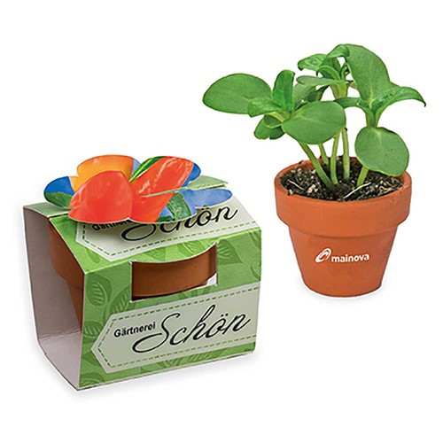 Mini plant-pot flower with seeds - Chilli