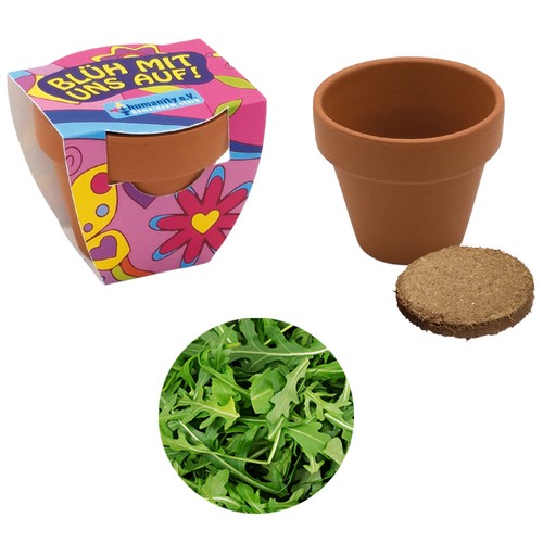 Small terracotta plant pots - Arugula