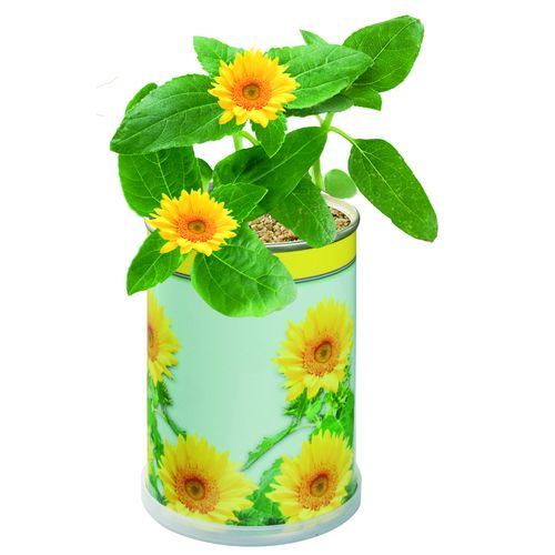 Boîte de fleurs Soleil Boîte de fleurs Soleil
