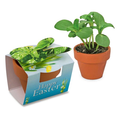 Mini lapin en pot avec graines - Basilic