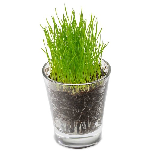 Caffeino-Glass with seeds - Marigold Caffeino-Glass with seeds - Marigold