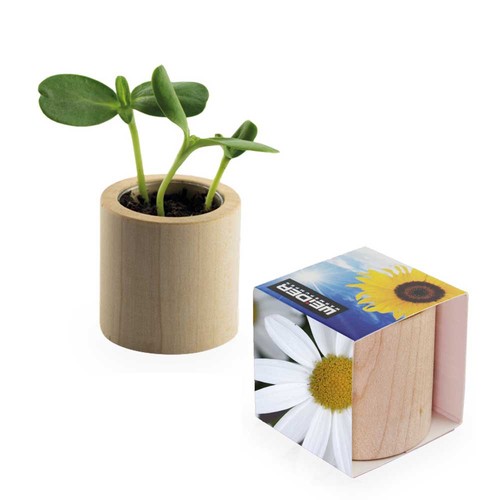 Pot rond en bois avec graines - Marguerite Pot rond en bois avec graines - Marguerite