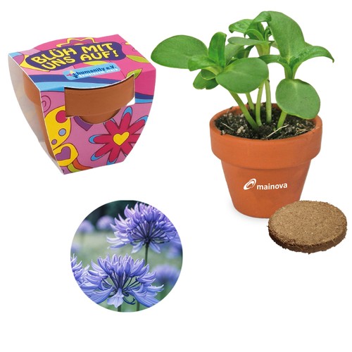 Small terracotta plant pots - Cornflower