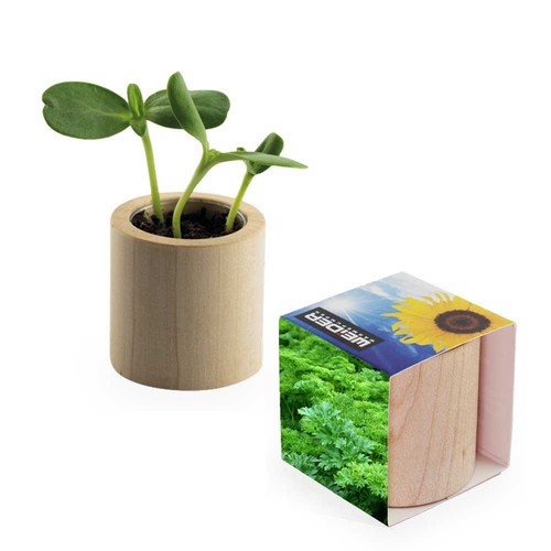 Pot rond en bois avec graines - Persil
