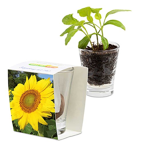 Caffeino-Glass with seeds - Sunflowers