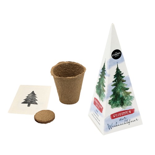 Christmas tree pyramid - seed set - Norway spruce