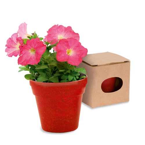 Pot de graines de pétunia Heta Pot de graines de pétunia Heta