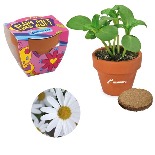 Small terracotta plant pots - Oxeye daisy
