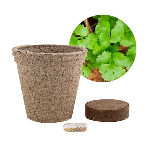 Jar with peat and seeds Paprica