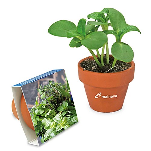 Logo-pot with seeds - teracotta - Herb-mixture Logo-pot with seeds - teracotta - Herb-mixture