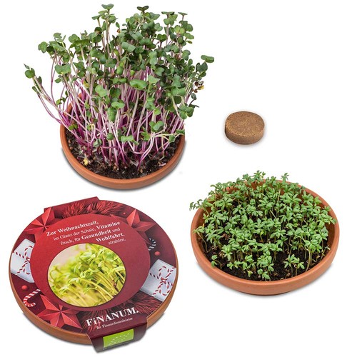 Bol de vitamines - Roquette Bol de vitamines - Roquette