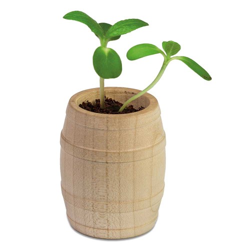 Plant-barrel with seeds - Marguerite Plant-barrel with seeds - Marguerite