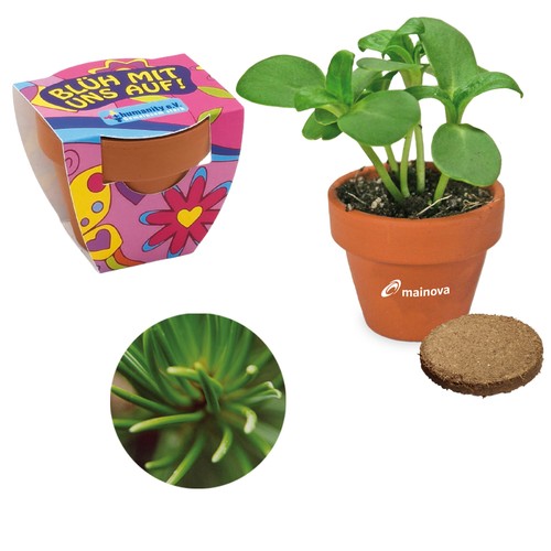 Small terracotta plant pots - Norway spruce