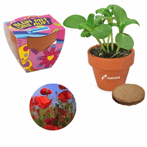 Small terracotta plant pots - Poppy