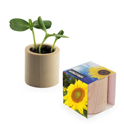 Pot rond en bois avec graines - Tournesol Pot rond en bois avec graines - Tournesol