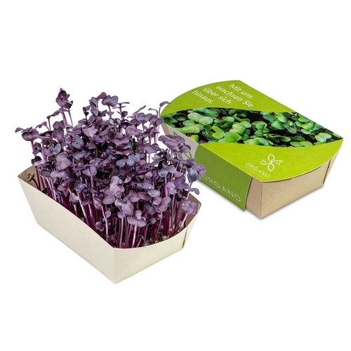Microgreens-Garden - Radies sango