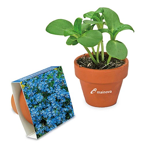 Pot en terre cuite avec graines - terre cuite - Myosotis