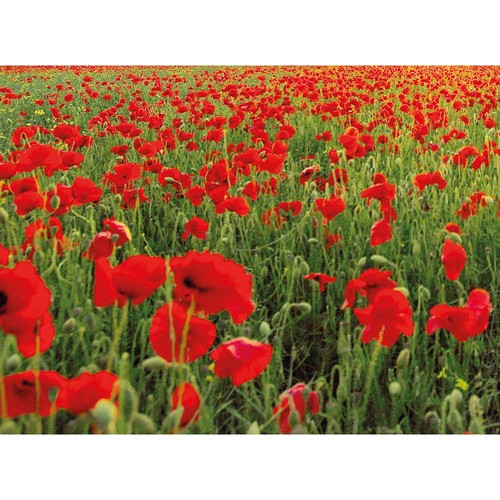 Papier ensemencé - carte A6 - carte postale - 10,5 x 14,8 cm - coquelicot - impression quadri recto seul (4/0) Papier ensemencé - carte A6 - carte postale - 10,5 x 14,8 cm - coquelicot - impression quadri recto seul (4/0)