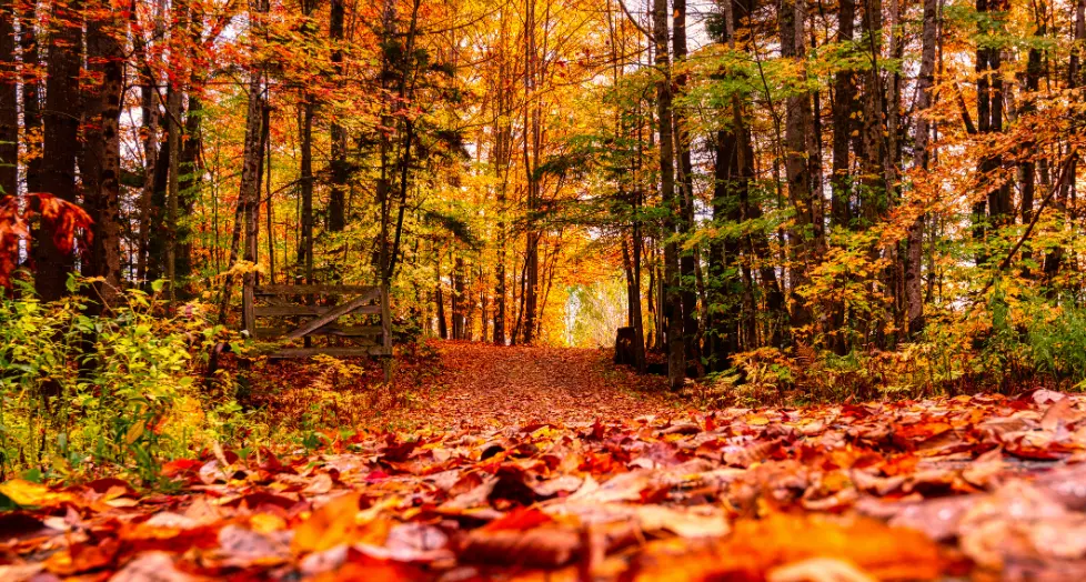 werbeartikel-fuer-den-herbst-waldweg-bunte-blaetter-laub werbeartikel-fuer-den-herbst-waldweg-bunte-blaetter-laub