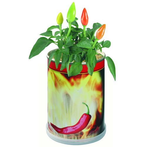 Hot Chilli Can Hot Chilli Can