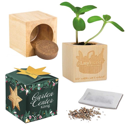 Pot cube bois Maxi en boite star-box avec graines - Piment