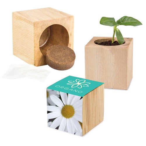 Houten plantenset Maxi met zaden - Margriet Houten plantenset Maxi met zaden - Margriet