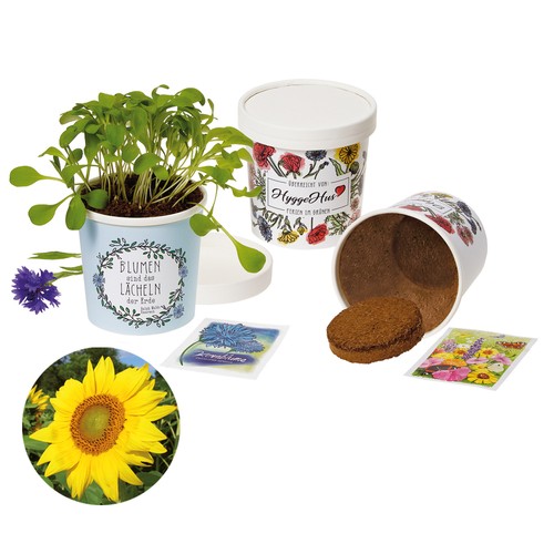 Cup Flower - zaadset - Zonnebloem